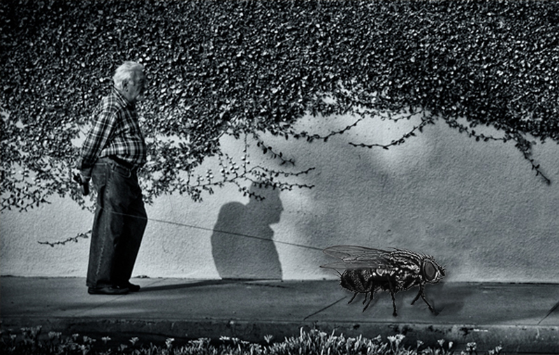 walking fly venice 2011