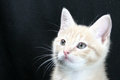 Kitten Potrait