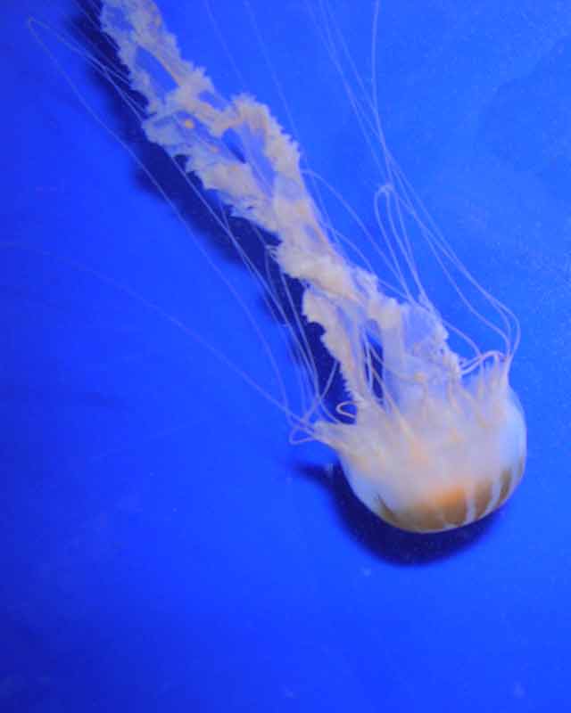 Jell Fish NC Aquarium