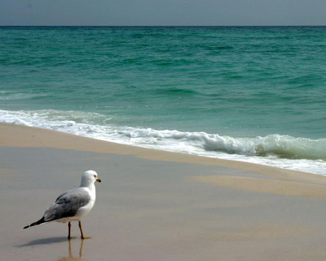 Out to Sea