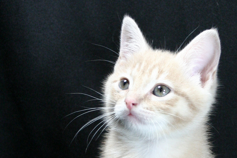 Kitten Potrait