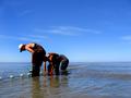 Picking Fish