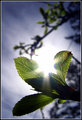 Light