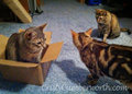 BoxStandoff4303