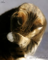 Ollie5917web.jpg