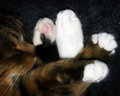 OllieFeetcrop.jpg