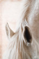 Ears1094Web.jpg
