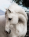 Pooka - Lipizzan Stallion
