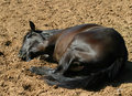 Coiling up for a good scratch