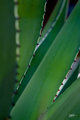 Agave6625web.jpg