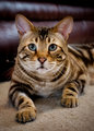 Cecil6687web.jpg