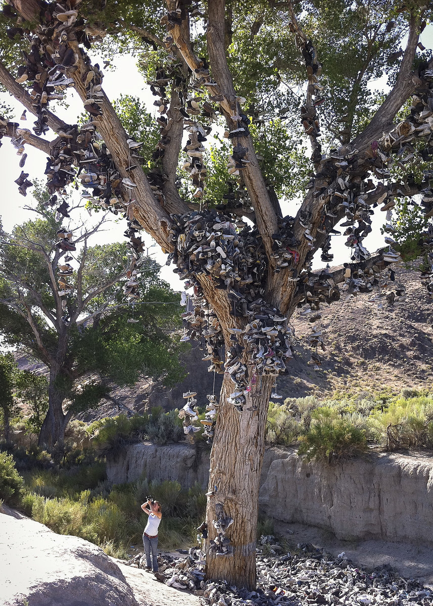 ShoeTree0056