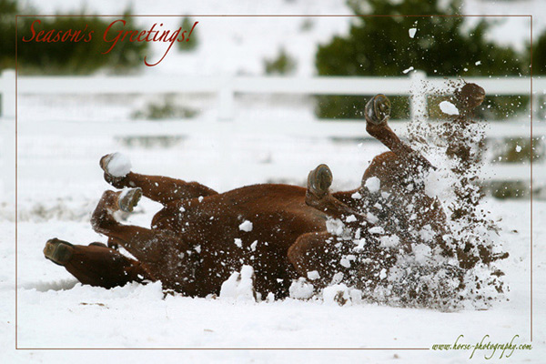 HolidayCardsm.jpg