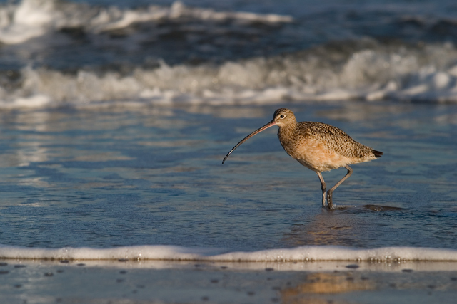 Curlew9022WEB.jpg