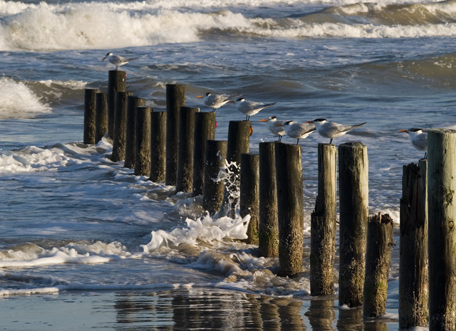 Terns9059Web.jpg