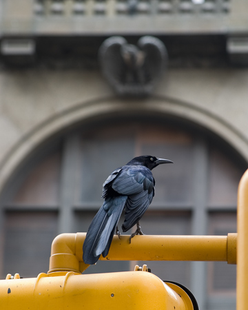 Grackle8763web.jpg