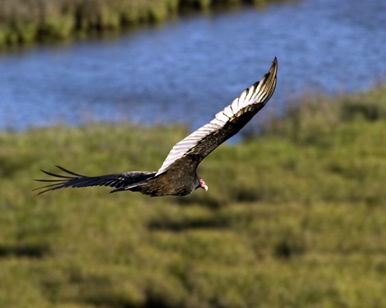 Vulture9231web.jpg
