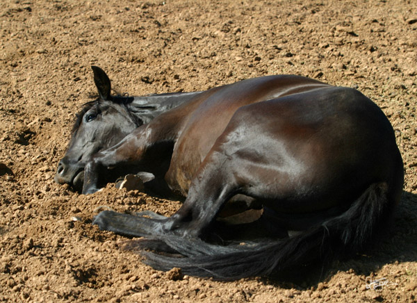 Coiling up for a good scratch