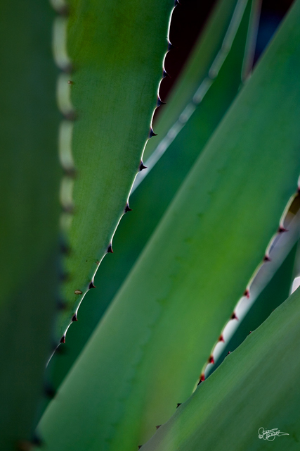 Agave6625web.jpg