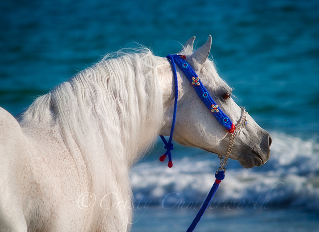 Calyndar - Arabian Stallion