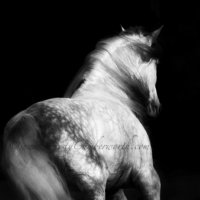 Andalusian Stallion