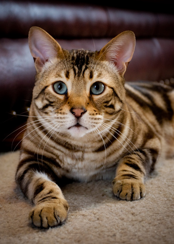 Cecil6687web.jpg