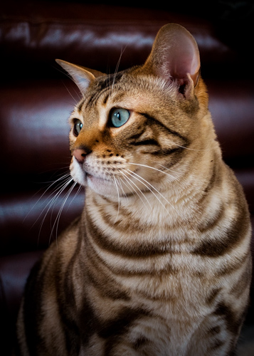 Cecil6696web.jpg