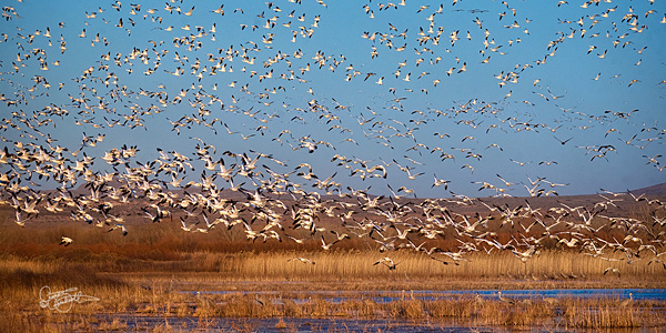 Geese6563web.jpg
