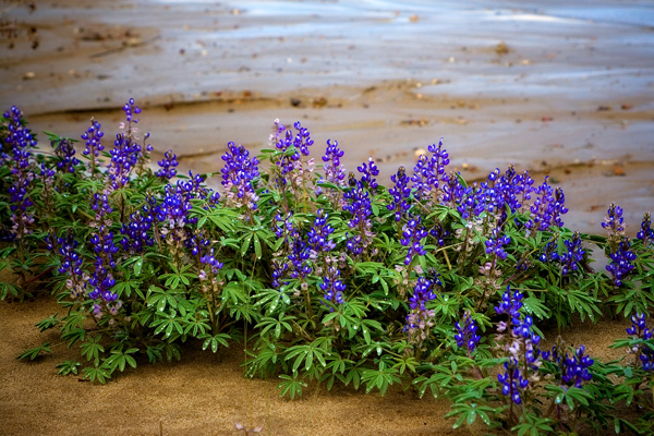 Flowers4293web.jpg