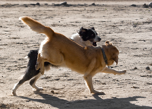 dogs0439web.jpg