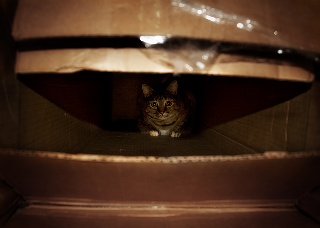 CatsLikeBoxes