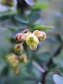 Barberry Blossoms Bloom Beautifully