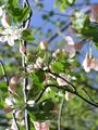 Crabapple Blossoms in the Sky