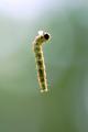 Just Another Inch(worm)
