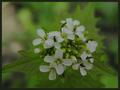 White Wild Flowers