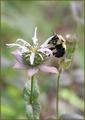 Bumble Bumble II