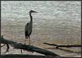 Early Morning Heron