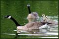DuckDuckGoose...GooseGooseGoose?