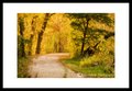 Walk In The Woods