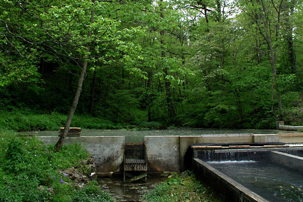 Trout Stream Inner Workings