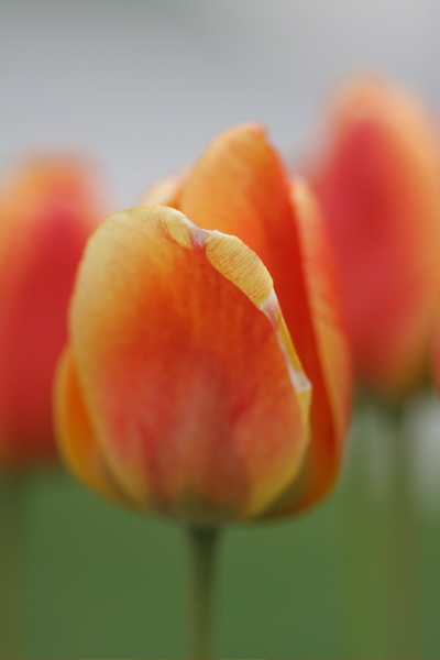 Floating Tulips