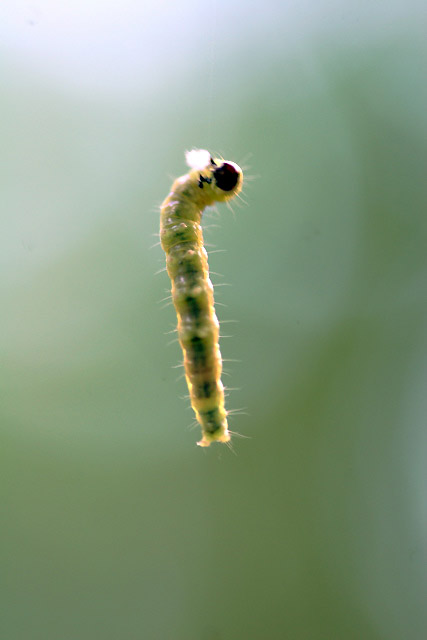 Just Another Inch(worm)
