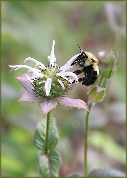 Bumble Bumble II
