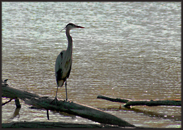 Early Morning Heron