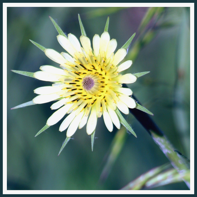 Wild Flower