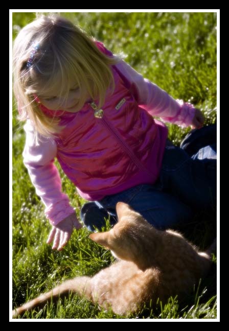 Pumpkin Farm Cat