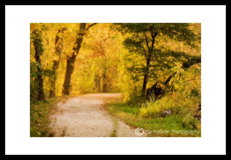 Walk In The Woods