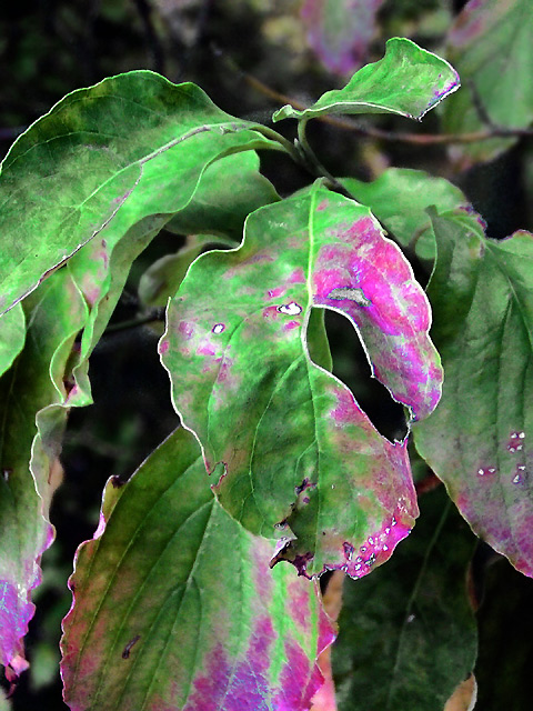 colorful leaves