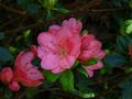 azalea