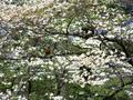 robin in a dogwood.JPG